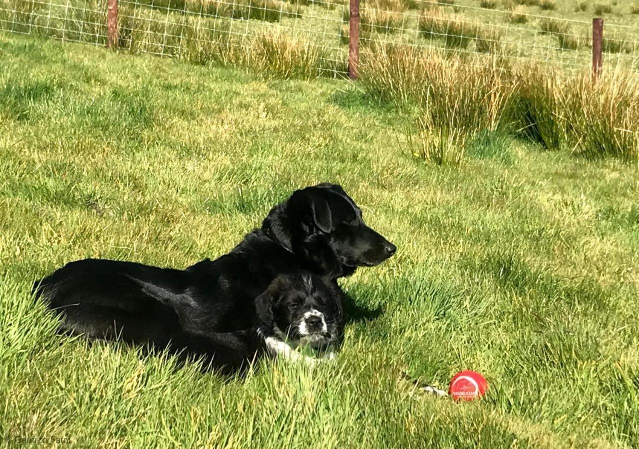 Dog Friendly Cottage, Geufron Farm Near Tywyn Bryn-crug Εξωτερικό φωτογραφία
